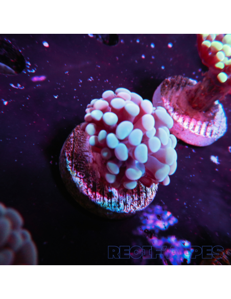 EUPHYLLIA PARANCORA (1h) n°4