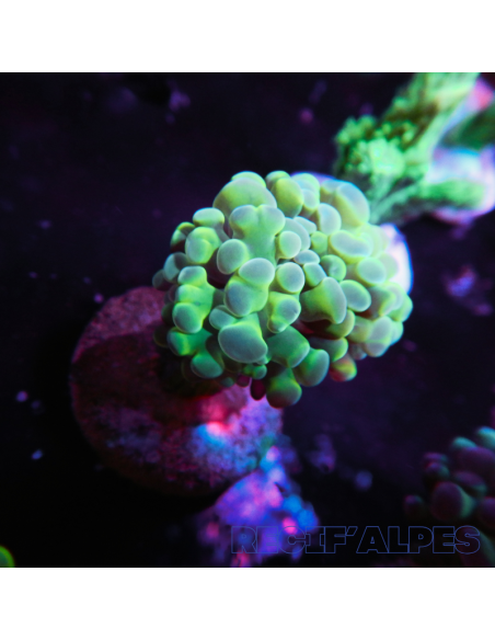 EUPHYLLIA PARANCORA (1h) n°6
