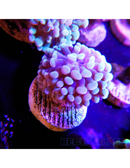 EUPHYLLIA PARANCORA (1h) n°7