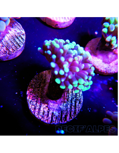 EUPHYLLIA PARANCORA (1h) n°8