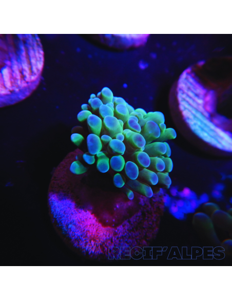 EUPHYLLIA PARANCORA (1h) n°9