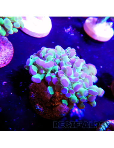 EUPHYLLIA PARANCORA (1h) n°12