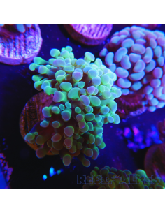 EUPHYLLIA PARANCORA (2 h) n°1