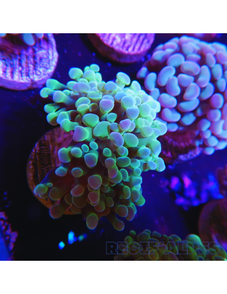 EUPHYLLIA PARANCORA (2 h) n°1