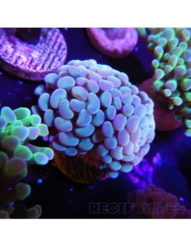 EUPHYLLIA PARANCORA (2 h) n°2