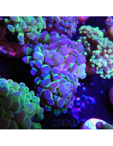EUPHYLLIA PARANCORA (2 h) n°4