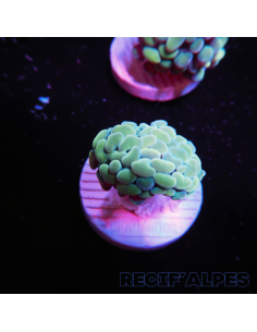 EUPHYLLIA PARANCORA GOLD (1 h) n°8
