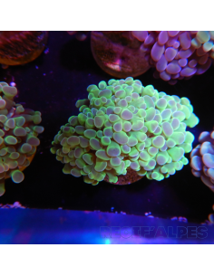 EUPHYLLIA PARANCORA  (2 h) n°10