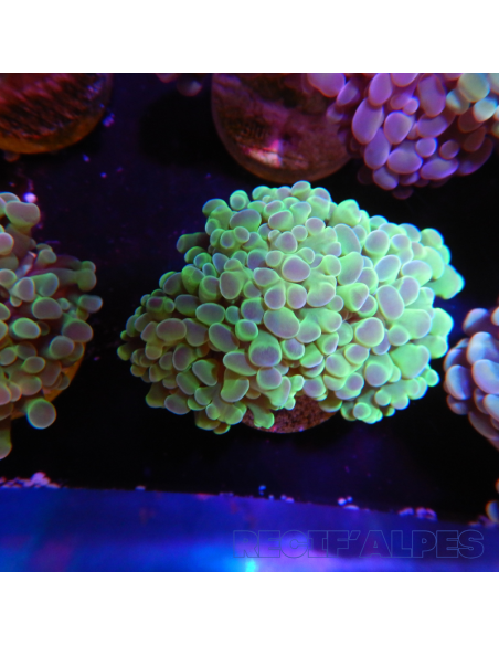 EUPHYLLIA PARANCORA  (2 h) n°10