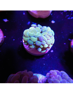 EUPHYLLIA PARANCORA GOLD  (1 h) n°13