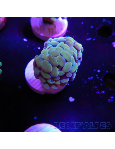 EUPHYLLIA PARANCORA GOLD (1 h) n°14
