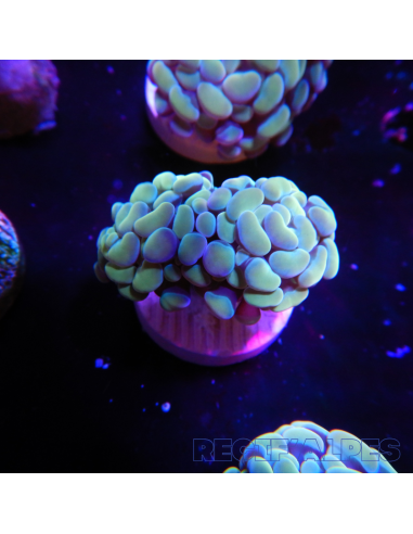 EUPHYLLIA PARANCORA GOLD  (1 h) n°15