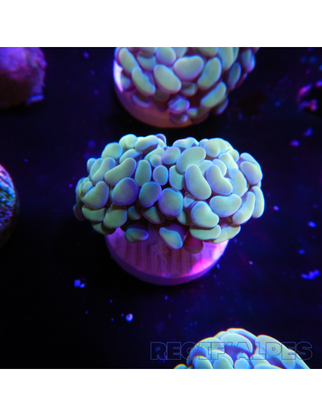 EUPHYLLIA PARANCORA GOLD  (1 h) n°15