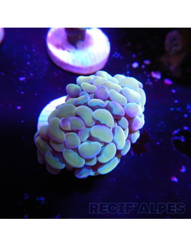 EUPHYLLIA PARANCORA GOLD  (1 h) n°16