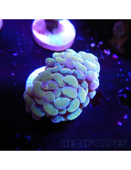 EUPHYLLIA PARANCORA GOLD  (1 h) n°16