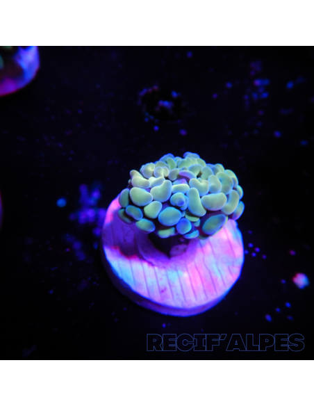 EUPHYLLIA PARANCORA GOLD  (1 h) n°17