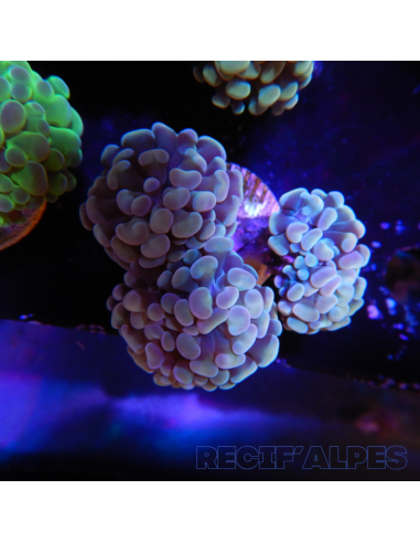 EUPHYLLIA PARANCORA  (3/4 h) n°1