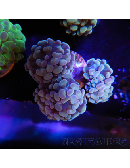 EUPHYLLIA PARANCORA  (3/4 h) n°1