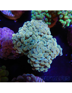 EUPHYLLIA PARANCORA GOLD  (3/4 h) n°2