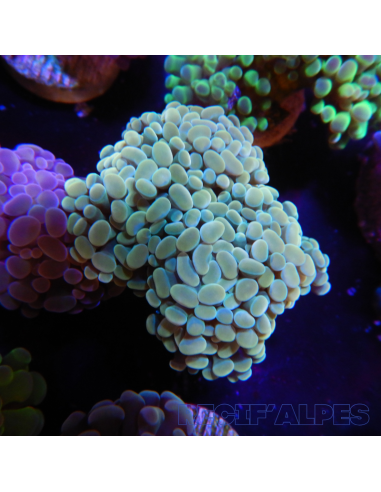 EUPHYLLIA PARANCORA GOLD  (3/4 h) n°2