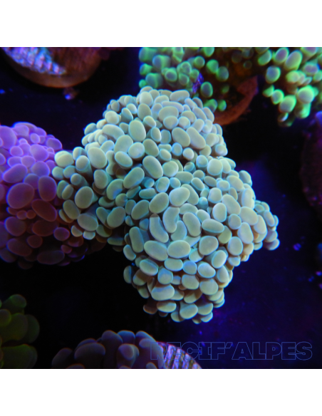 EUPHYLLIA PARANCORA GOLD  (3/4 h) n°2