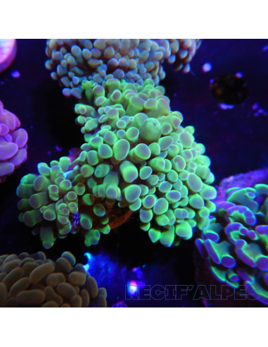 EUPHYLLIA PARANCORA   (3/4 h) n°3