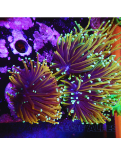 copia de EUPHYLLIA GLABRESCENS DRAGON SOUL 2