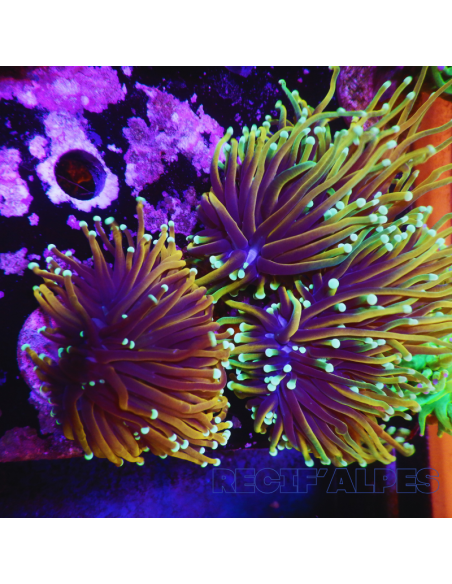 EUPHYLLIA GLABRESCENS DRAGON SOUL