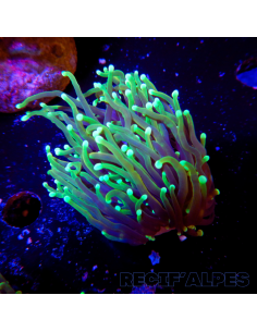 copia de EUPHYLLIA GLABRESCENS DRAGON SOUL
