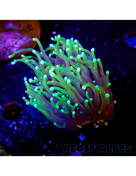 copia de EUPHYLLIA GLABRESCENS DRAGON SOUL