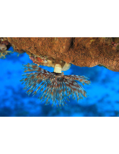 SABELLASTARTE SP. XL