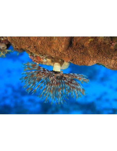 SABELLASTARTE SP. XL