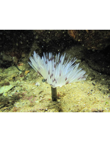 SABELLASTARTE SP. XL