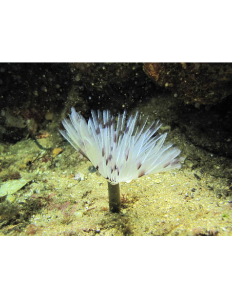 SABELLASTARTE SP. XL