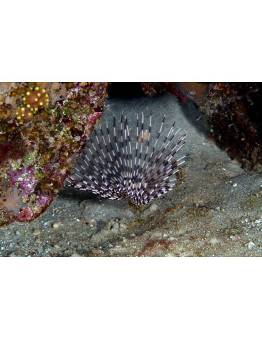 SABELLASTARTE SP. XL