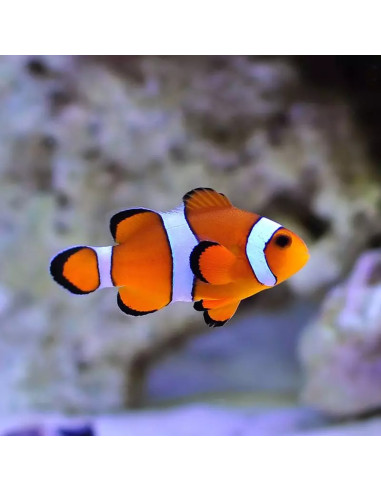 amphiprion ocellaris le couple (D1)