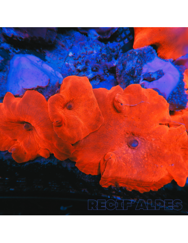 Discosoma ferrugatus XL (orange) (Ultra)