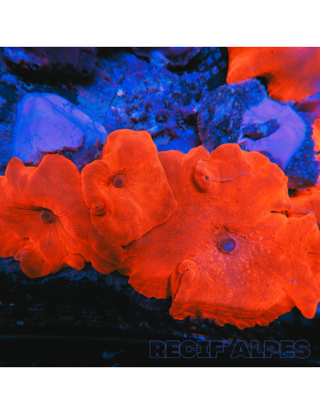 Discosoma ferrugatus XL (orange) (Ultra)
