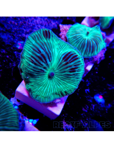 Discosoma Discosoma striata (vert) (Ultra) | Récif Alpes