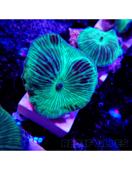 Discosoma Discosoma striata (vert) (Ultra) | Récif Alpes