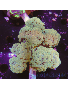 EUPHYLLIA PARANCORA GOLD  (8/10 h) n1