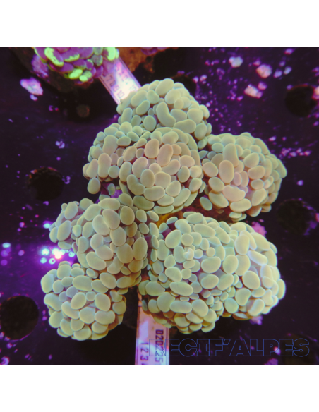 EUPHYLLIA PARANCORA GOLD  (8/10 h) n1
