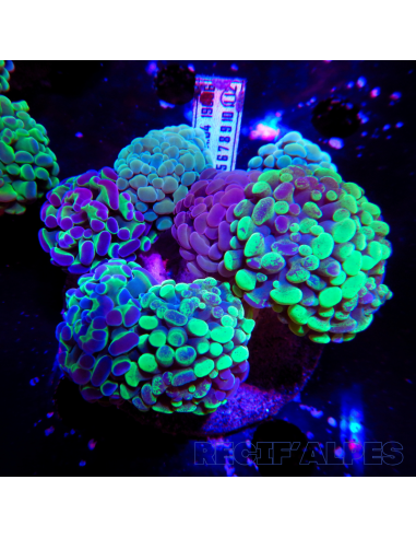 EUPHYLLIA PARANCORA MIXTE   (8/10 h) n2