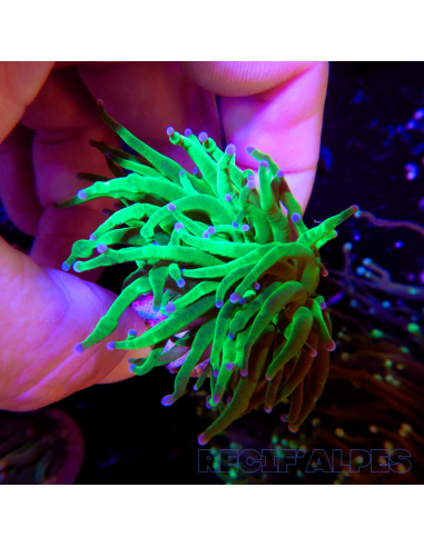 copia de EUPHYLLIA GLABRESCENS BLUEBERRY