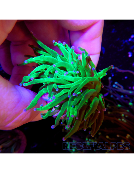 copia de EUPHYLLIA GLABRESCENS BLUEBERRY