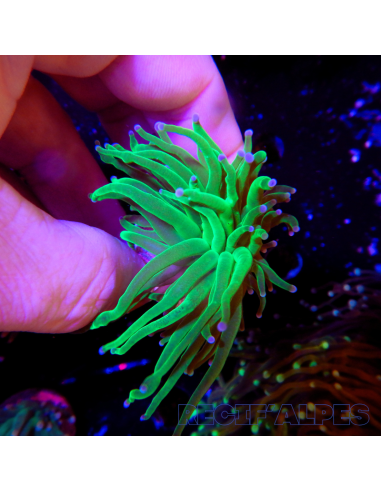 copia de copia de EUPHYLLIA GLABRESCENS BLUEBERRY