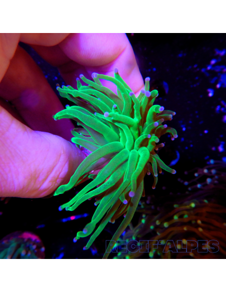 copia de copia de EUPHYLLIA GLABRESCENS BLUEBERRY