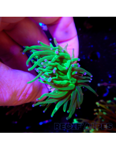 copia de copia de copia de EUPHYLLIA GLABRESCENS BLUEBERRY