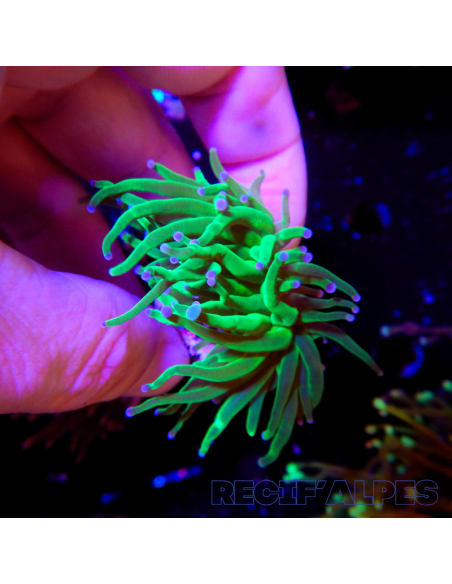 copia de copia de copia de EUPHYLLIA GLABRESCENS BLUEBERRY
