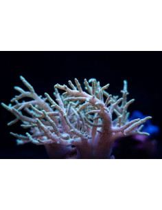 SINULARIA ASTEROLOBATA GREEN 2